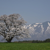 小岩井 一本桜
