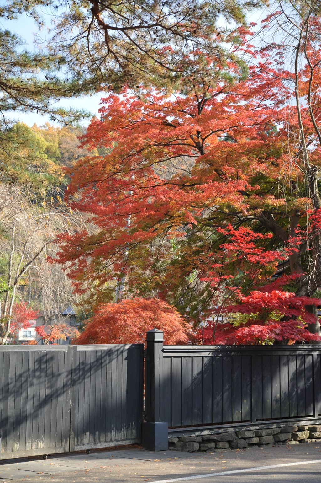 角館　紅葉