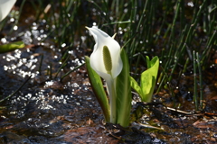 北の水芭蕉