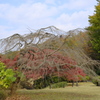 やなぎ