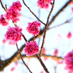 早咲き桜♪
