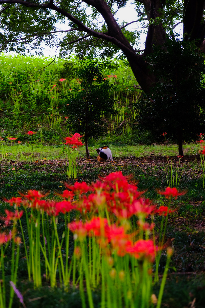 彼岸花with三毛