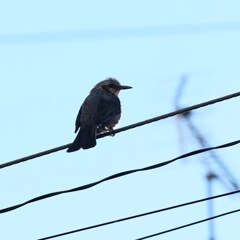 朝イチひよどりの甲羅干し♪