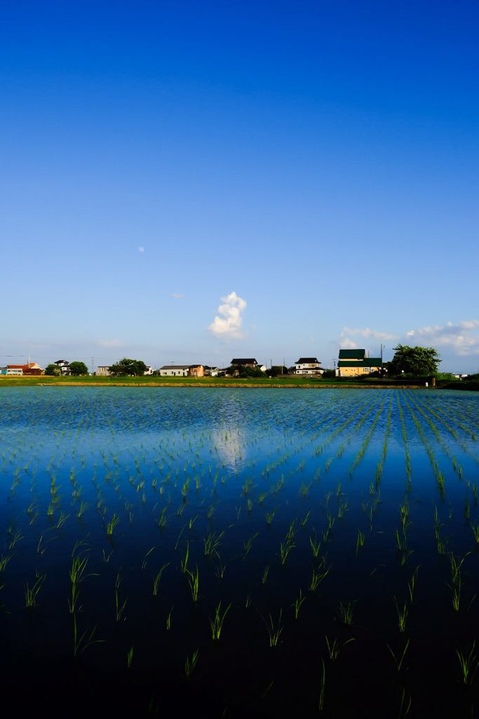 田植え完了!!!