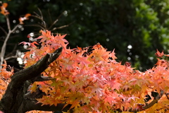紅葉