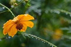 降るほどに頭垂れるｷﾊﾞﾅｺｽﾓｽかな。。