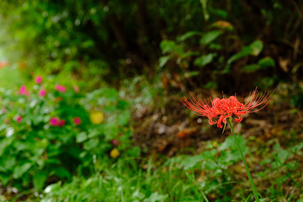 暑かったり急に冷えたり。、。