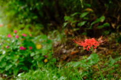 暑かったり急に冷えたり。、。