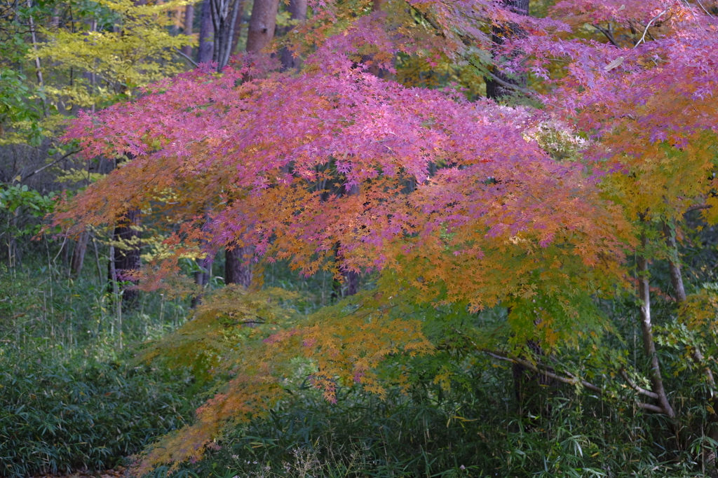 紅葉