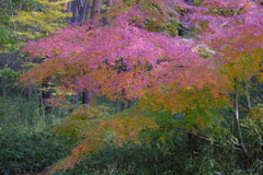 紅葉
