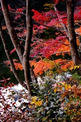 紅葉