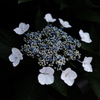 額紫陽花