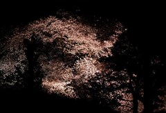 夜桜