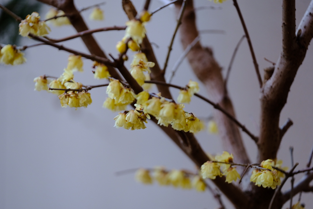 ドブネーーずみみたいに