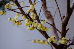 ドブネーーずみみたいに