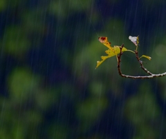 雨