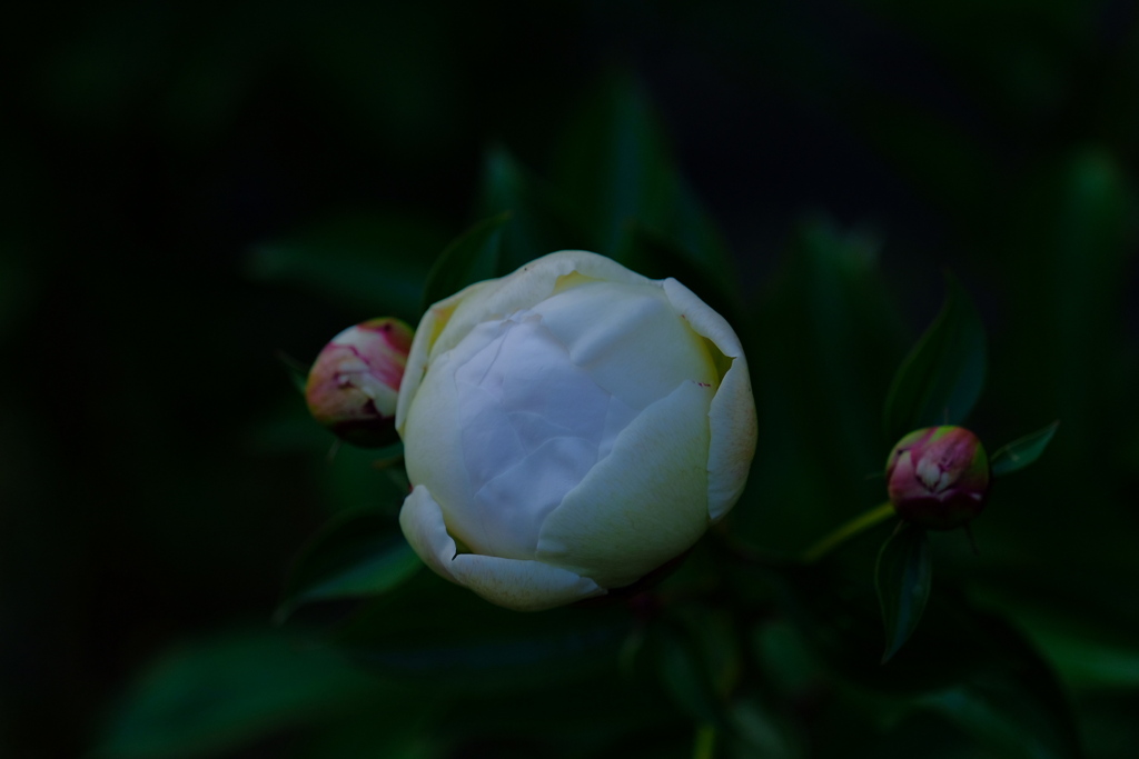 やれこんレンズ豆は????