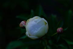 やれこんレンズ豆は????