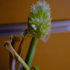 買ってきたネギに花がっっ！