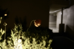秋桜