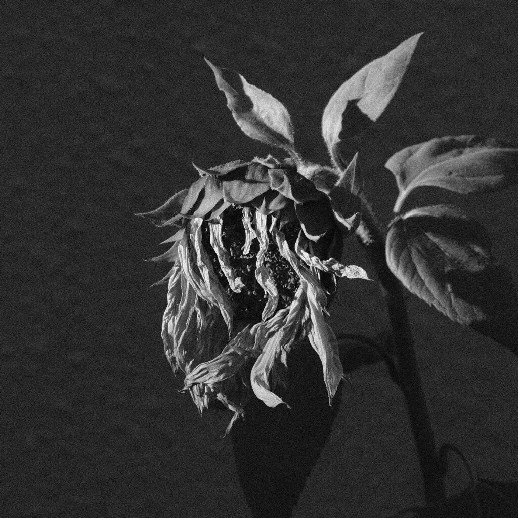 IMG_20240119_175622_194