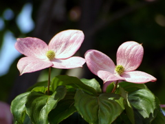 花みずき