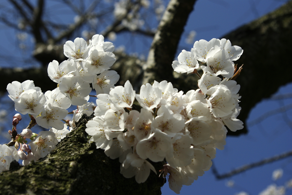 江戸彼岸桜