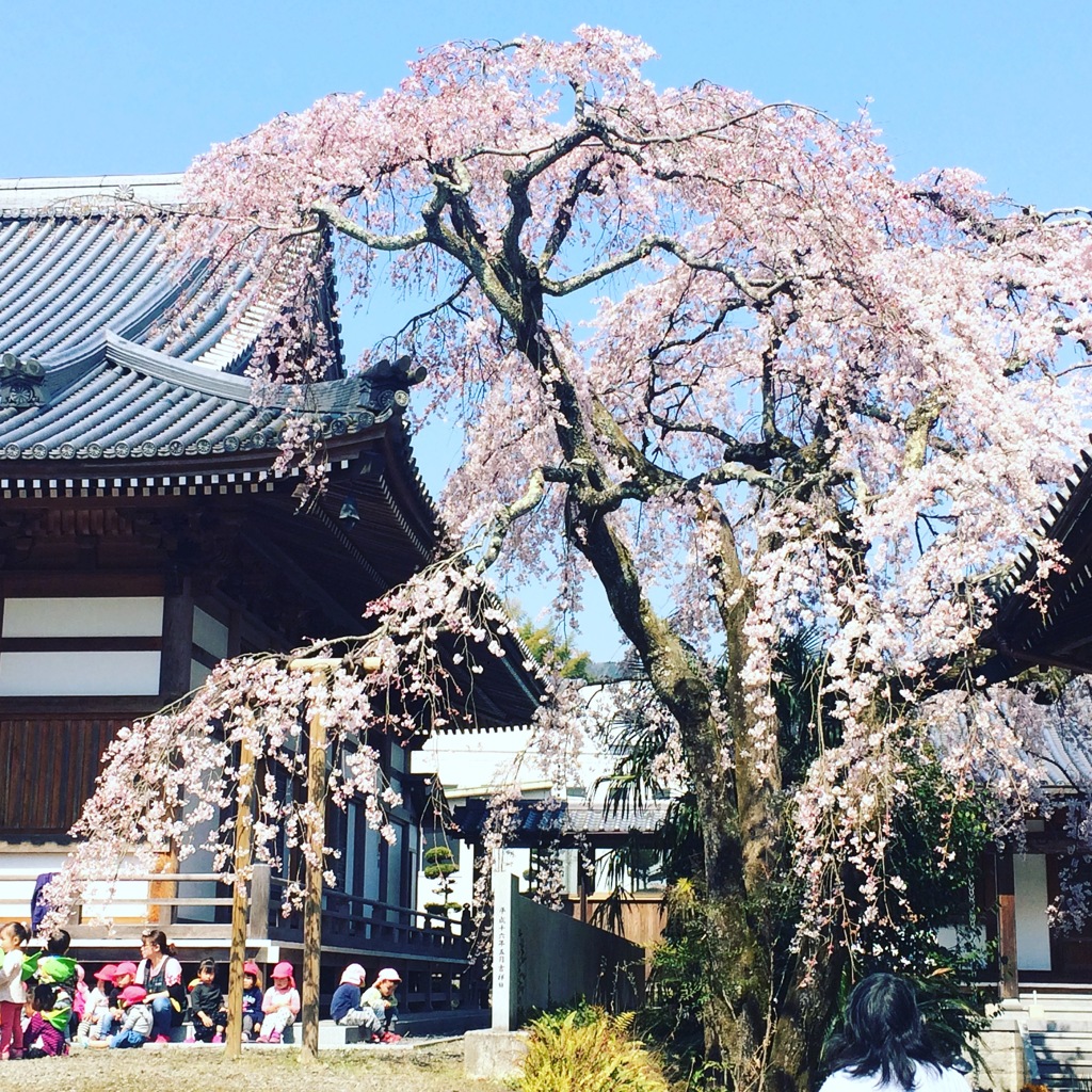 無量寺のしだれ桜