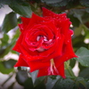 赤薔薇