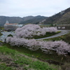 桜咲くタオル美術館