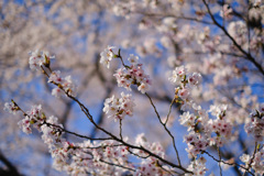 桜2019