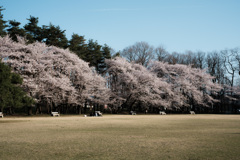 桜2019