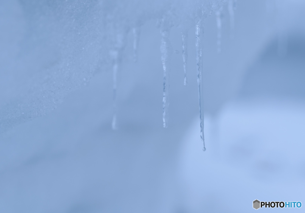 雪中