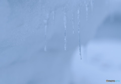 雪中