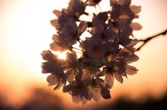 夕焼け桜