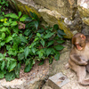 地獄谷野猿公苑2