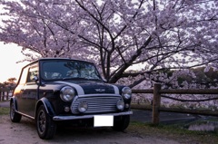 Mini桜