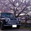 Mini桜