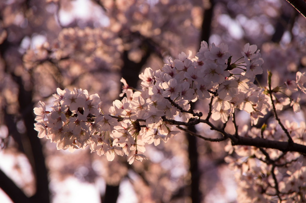 桜