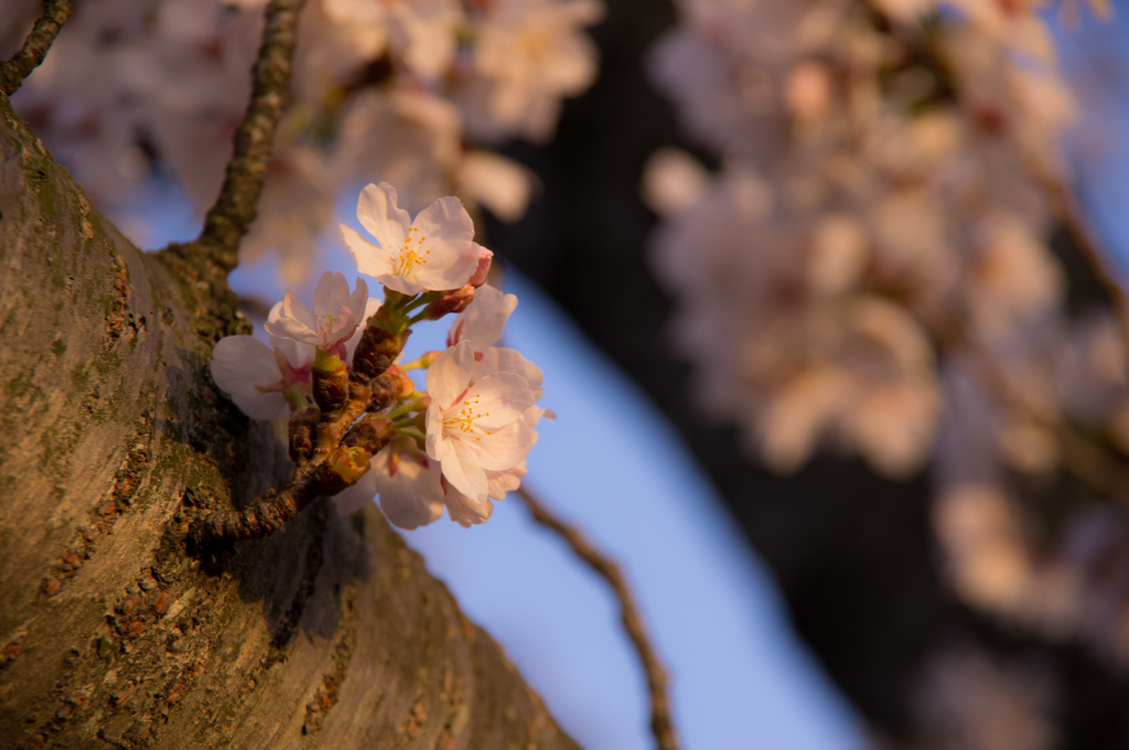 桜