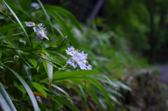 上を向く花