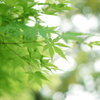 新緑