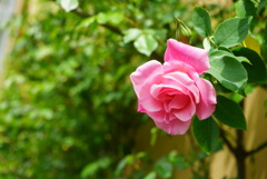 ｽﾊﾟﾆｯｼｭﾋﾞｭｰﾃｨｰ