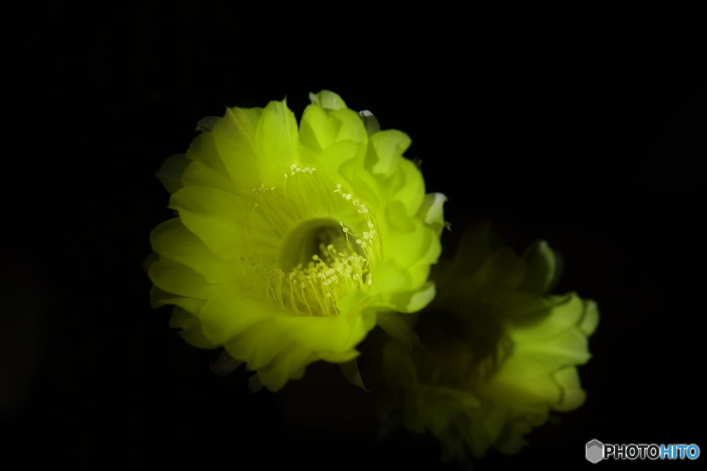 サボテンの花