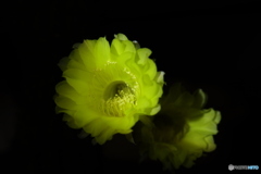 サボテンの花