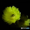 サボテンの花