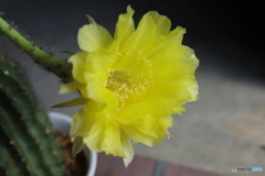 サボテンの花
