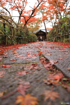 今年の紅葉は？