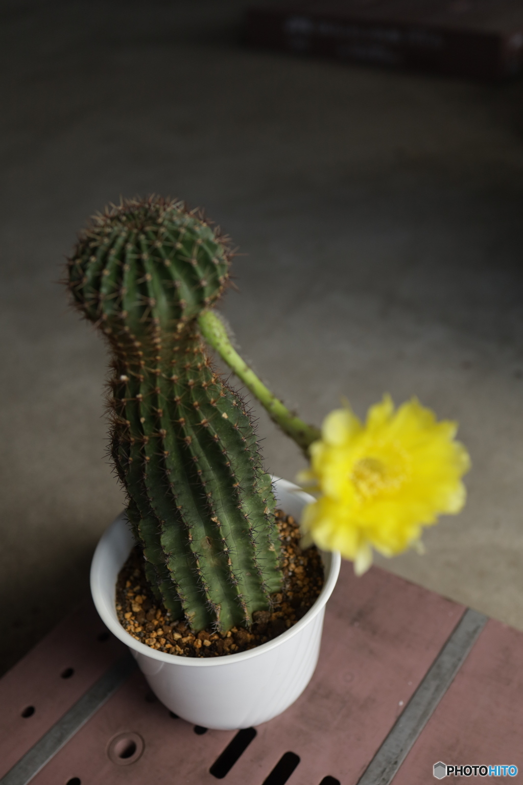 サボテンの花
