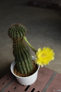 サボテンの花